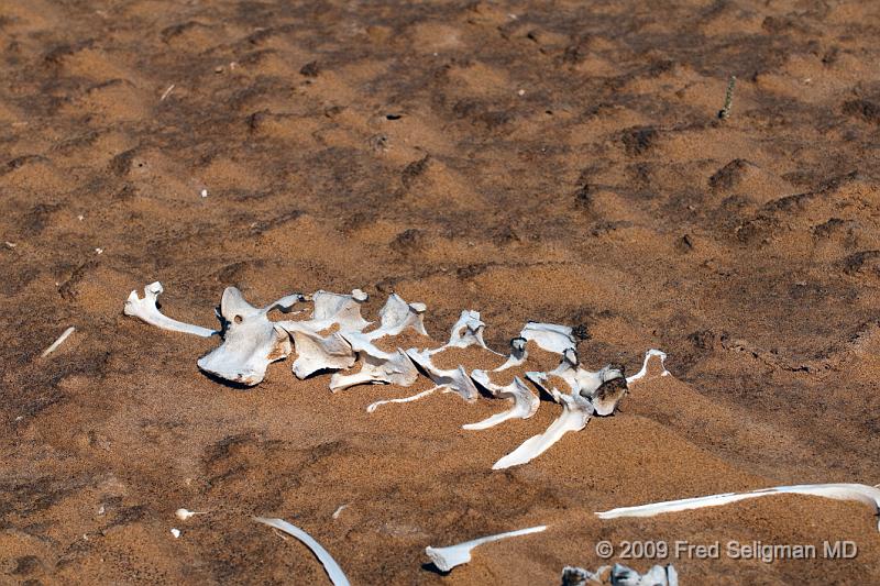 20090605_115035 D300 X1.jpg - Skeletal remains of Oryx